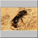Lasioglossum quadrinotatulum - Furchenbiene 01a 7mm Sandgrube Niedringhaussee det.jpg